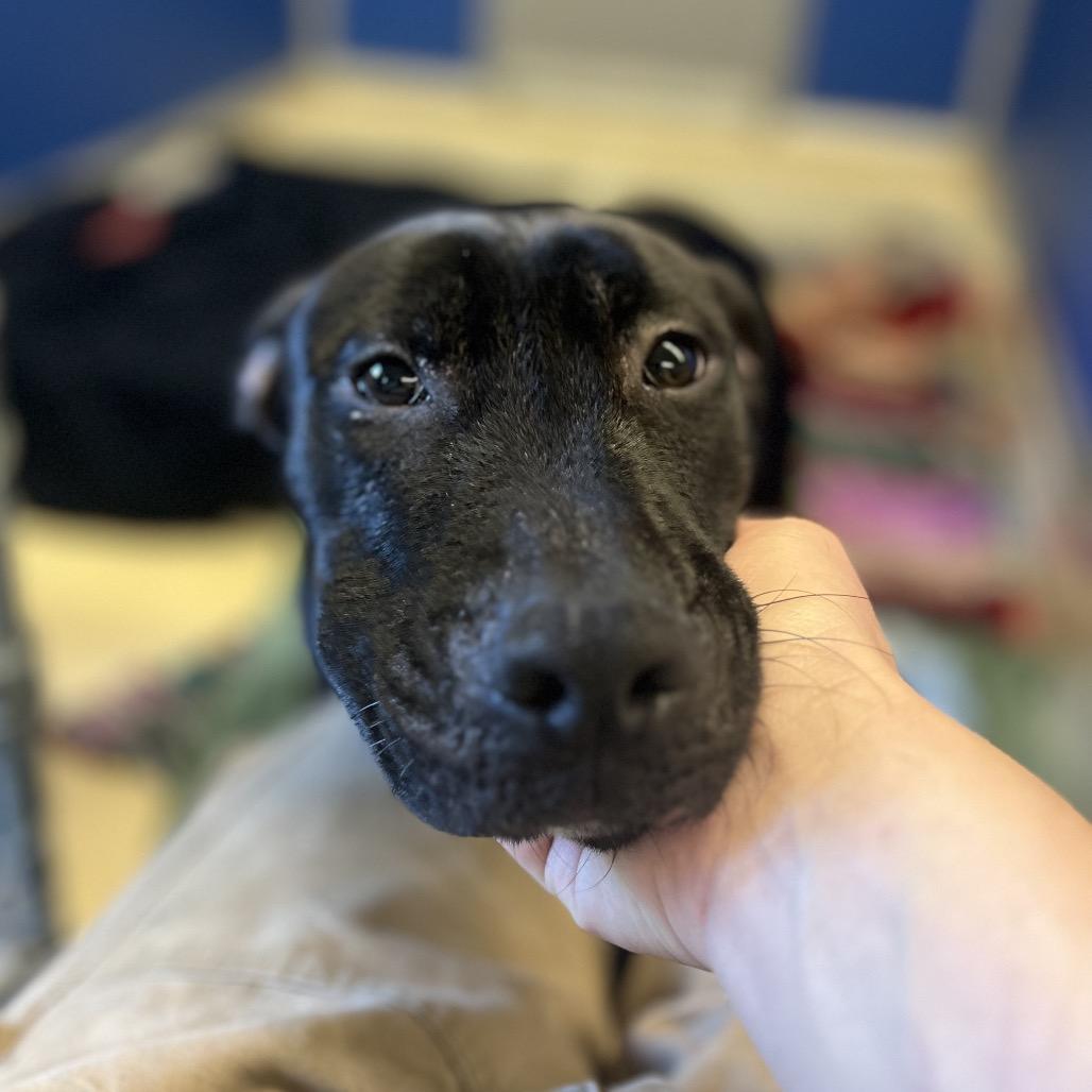 Beans, Adoptable, Adult Male Boxer & Pit Bull Terrier.