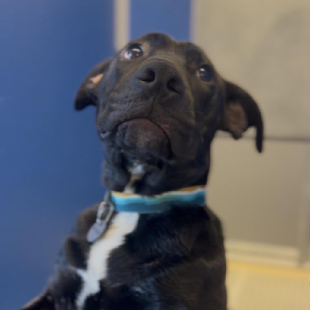 Enlarge Beans, a Adoptable mixed breed in Marysville, OH image 2/6