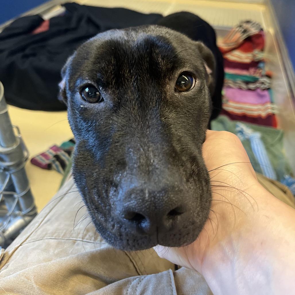 Enlarge Beans, a Adoptable mixed breed in Marysville, OH image 3/6