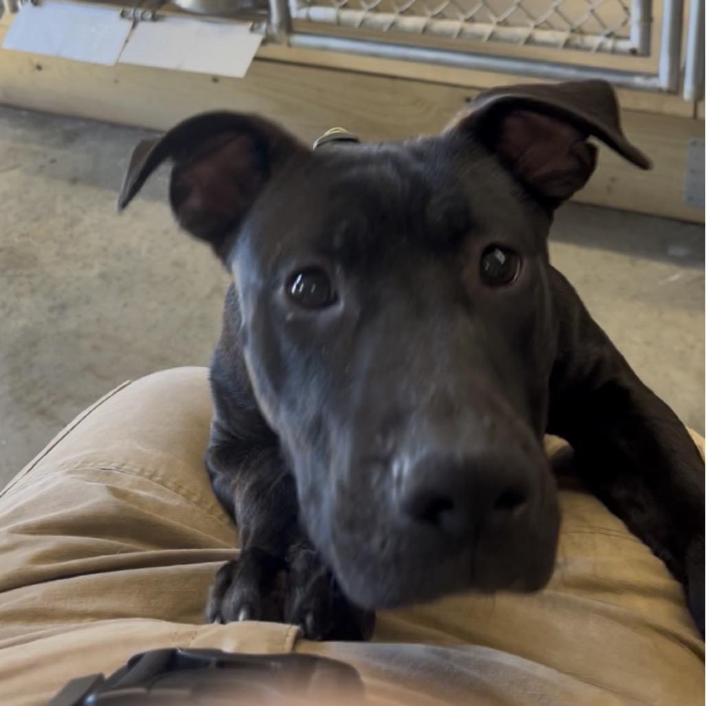 Enlarge Beans, a Adoptable mixed breed in Marysville, OH image 4/6