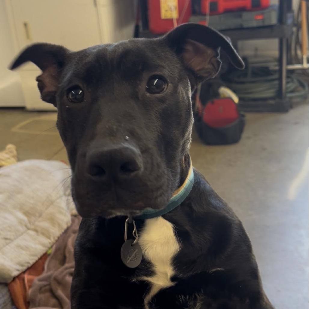Enlarge Beans, a Adoptable mixed breed in Marysville, OH image 5/6
