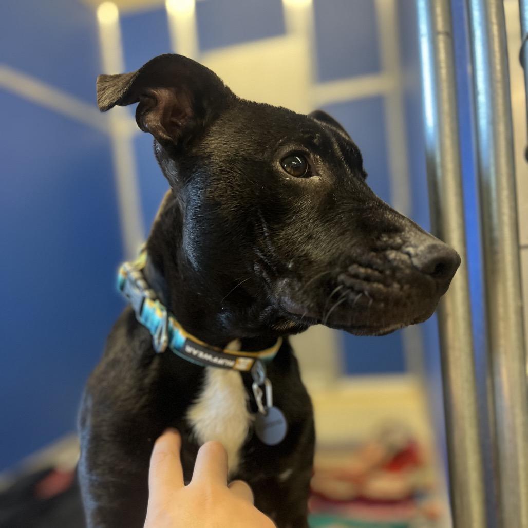 Enlarge Beans, a Adoptable mixed breed in Marysville, OH image 6/6