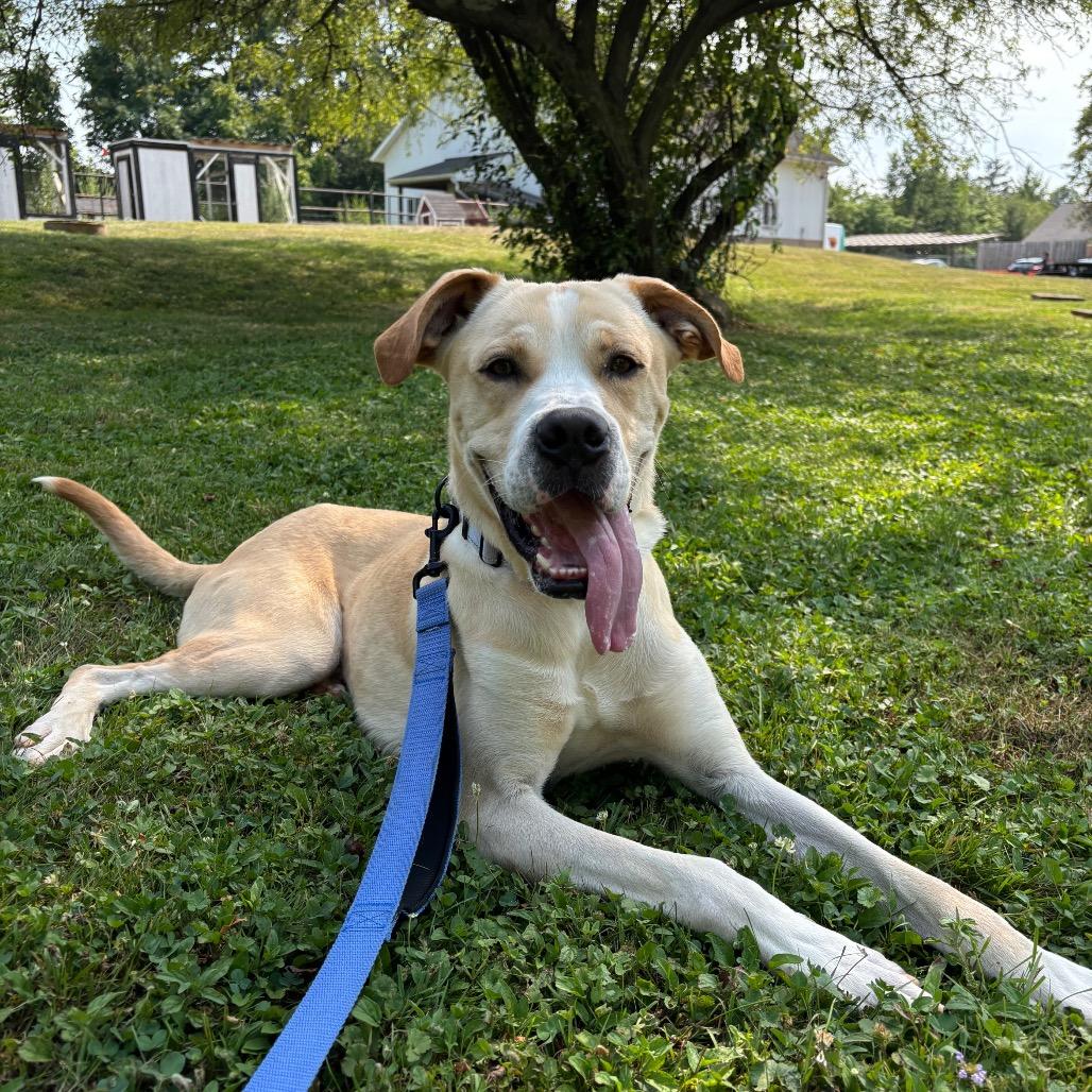 Banner, a Adoptable Mixed Breed in Novelty, OH image 1/6