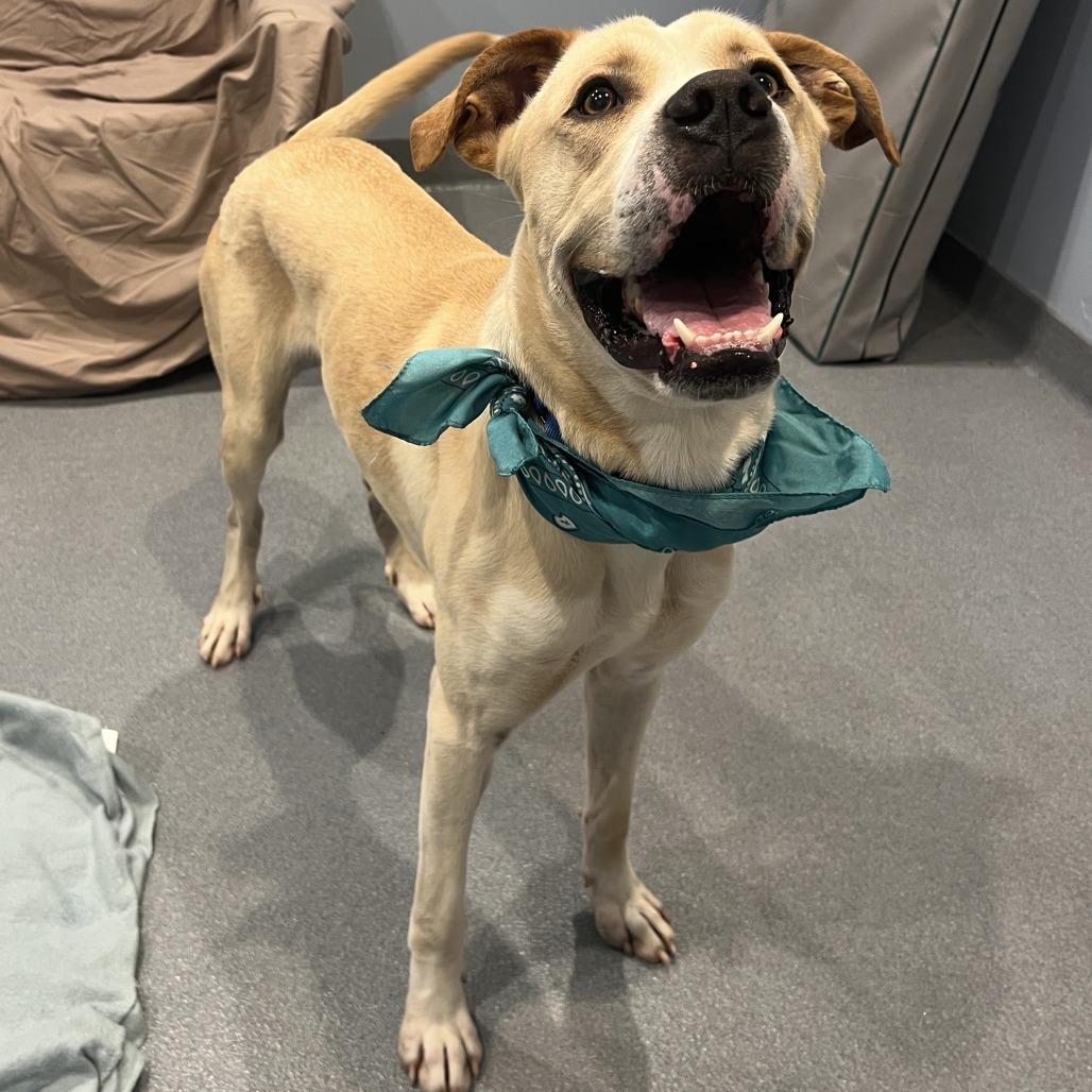 Banner, a Adoptable Mixed Breed in Novelty, OH image 2/6