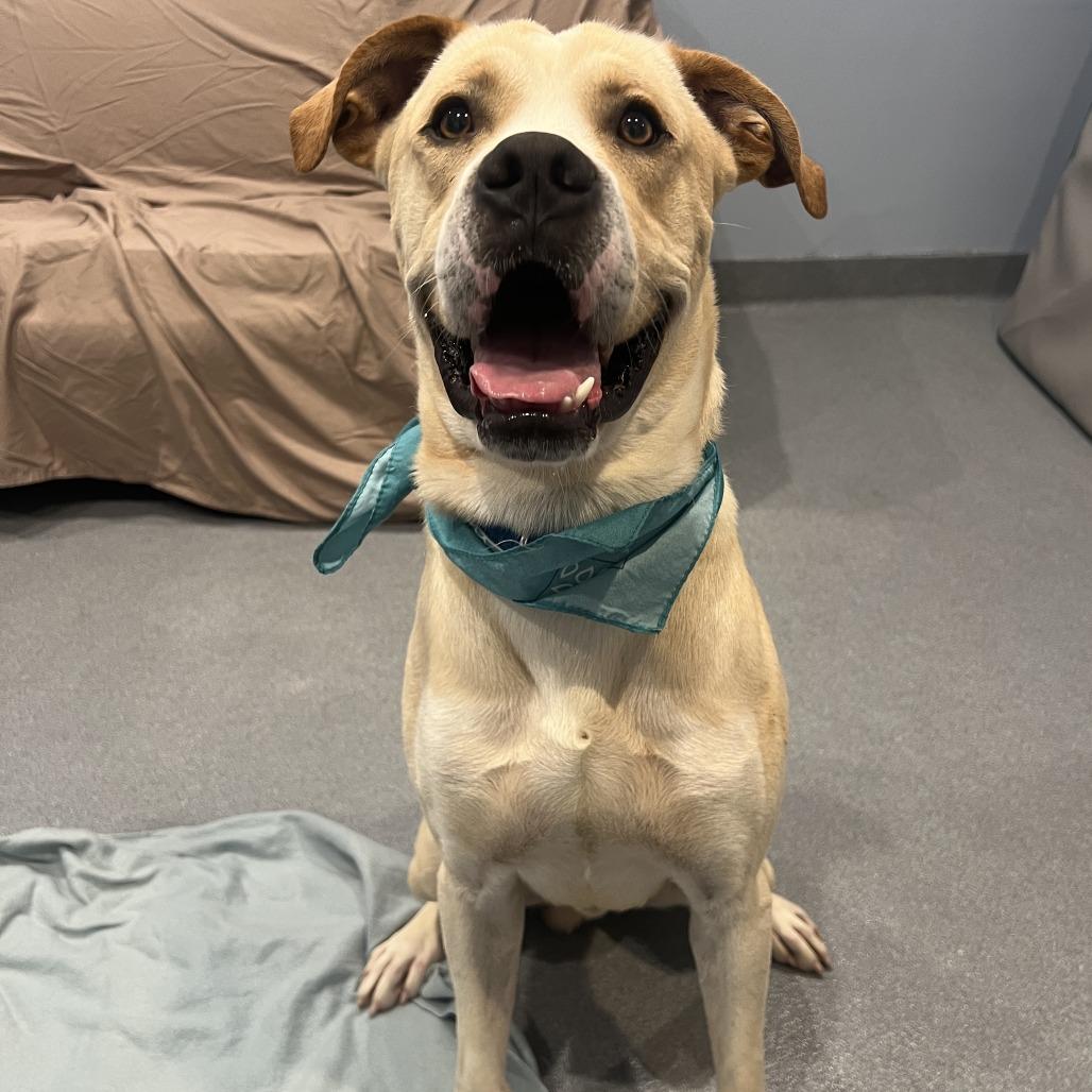 Banner, a Adoptable Mixed Breed in Novelty, OH image 3/6
