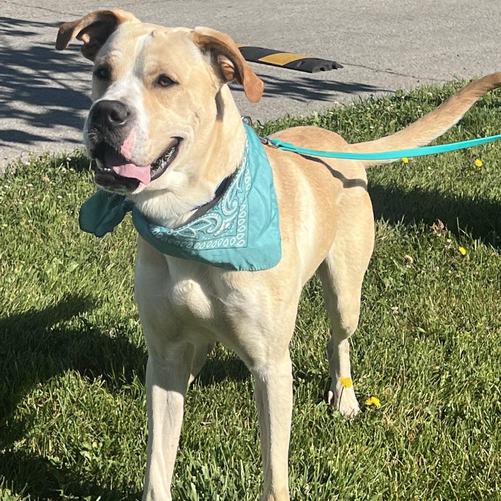 Banner, a Adoptable Mixed Breed in Novelty, OH image 4/6
