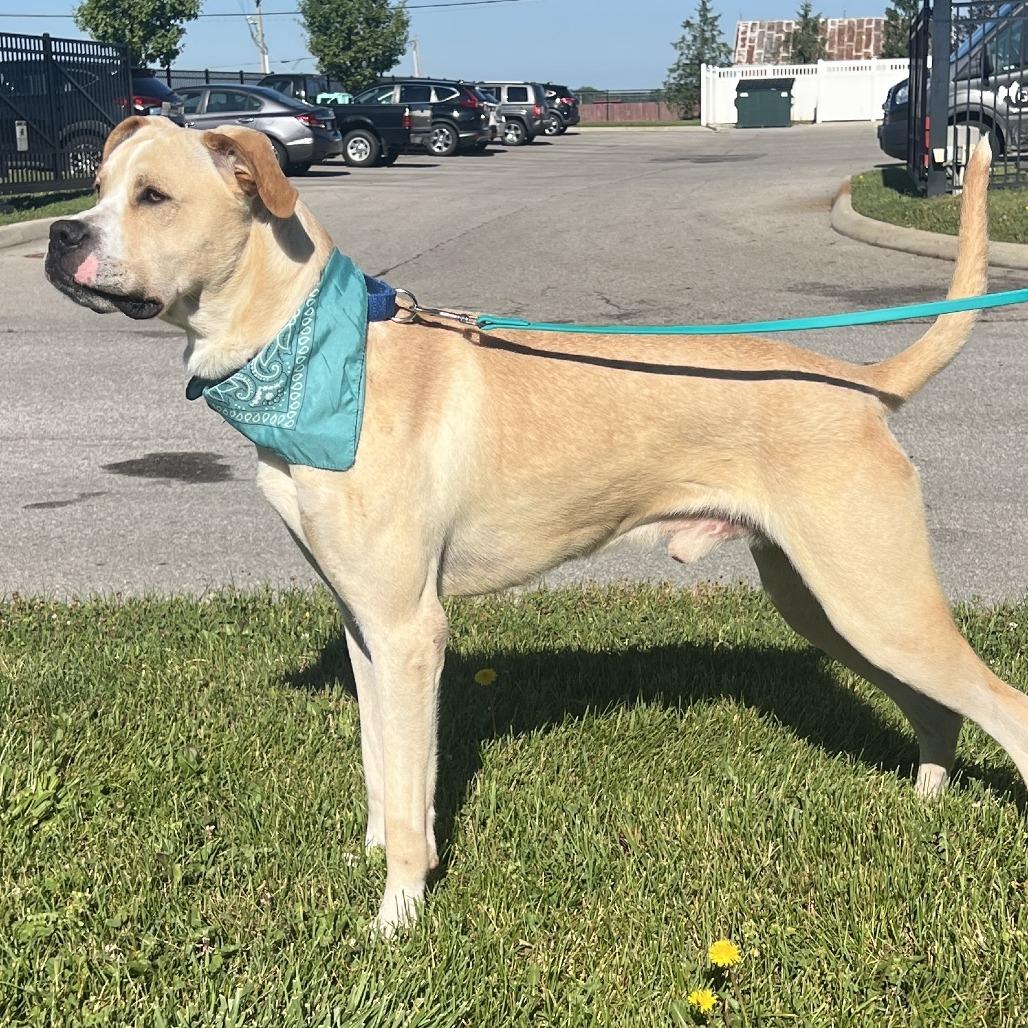Banner, a Adoptable Mixed Breed in Novelty, OH image 5/6