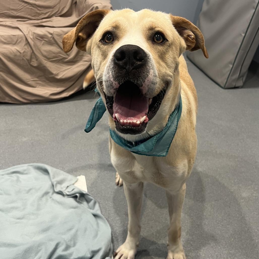 Banner, a Adoptable Mixed Breed in Novelty, OH image 6/6
