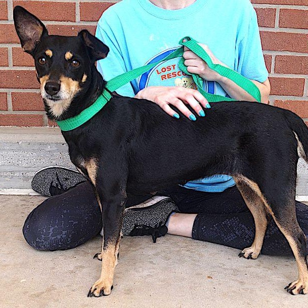Enlarge Onix, a ADOPTABLE mixed breed in Carrollton, TX image 3/3