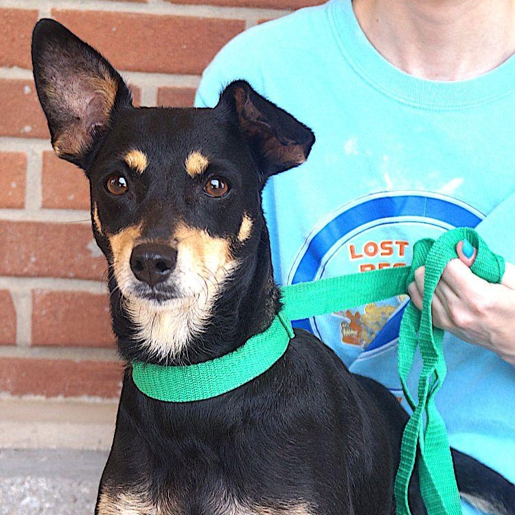 Enlarge Onix, a ADOPTABLE mixed breed in Carrollton, TX image 1/3