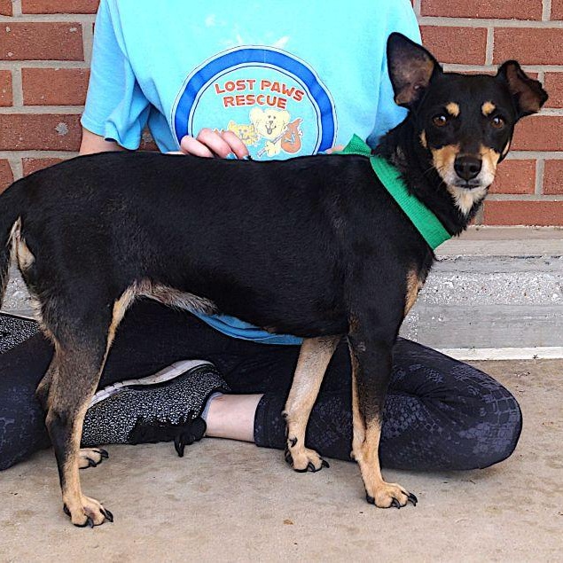 Enlarge Onix, a ADOPTABLE mixed breed in Carrollton, TX image 2/3