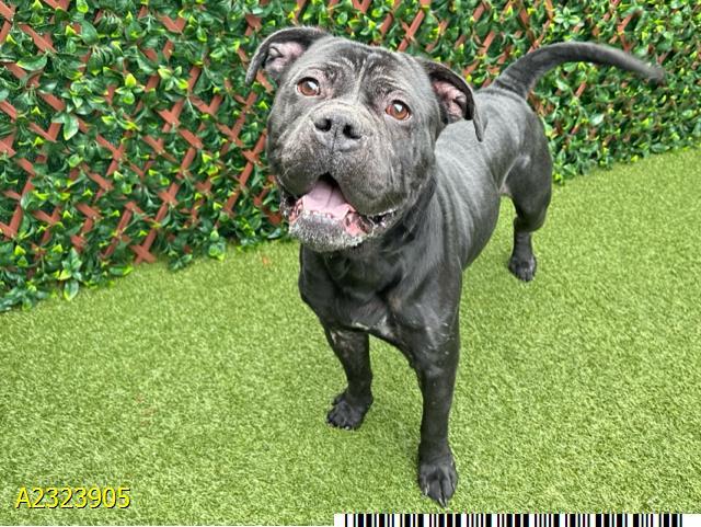 PINE TREE, Adoptable, Adult Male Mixed Breed.