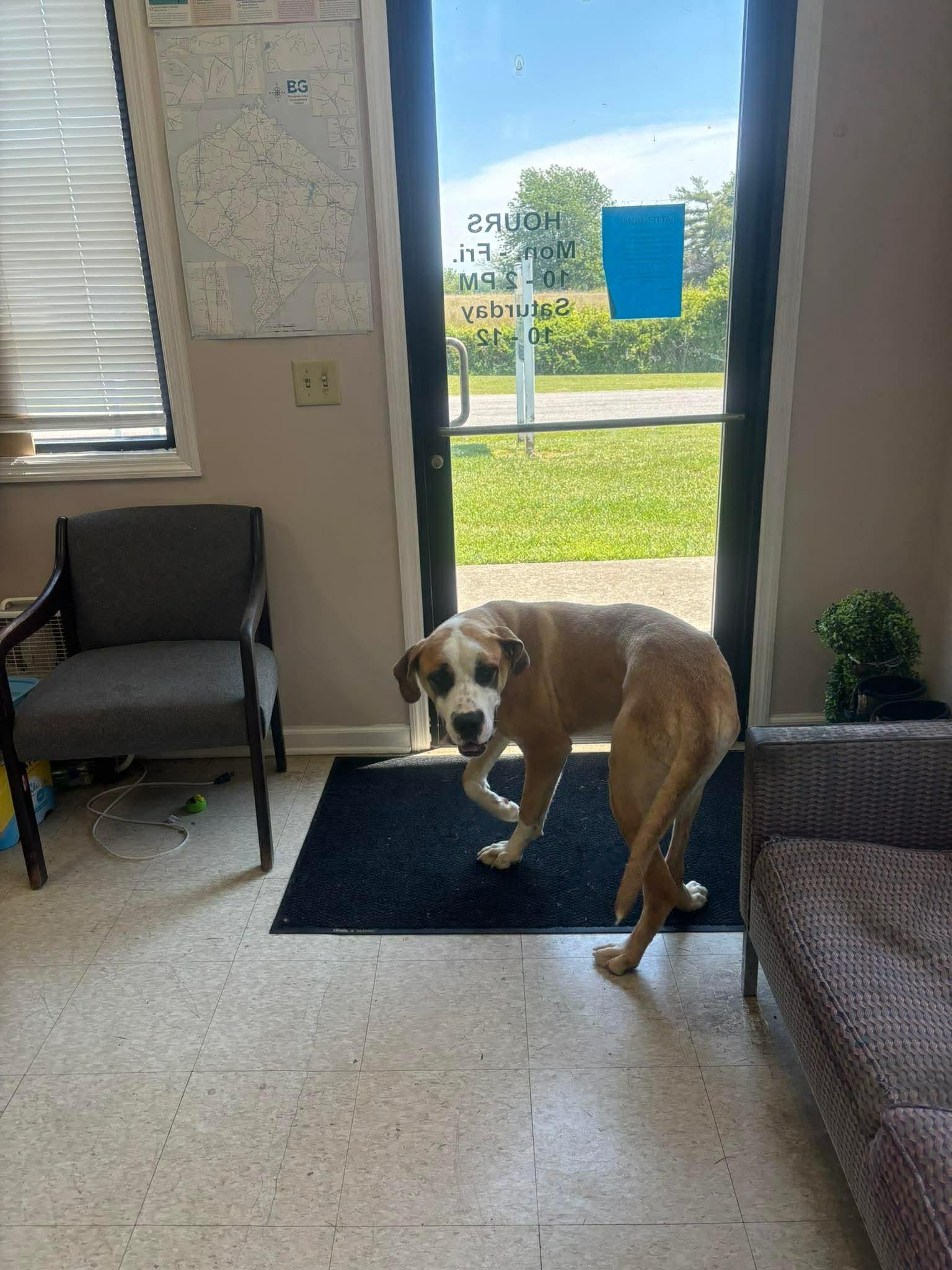 Enlarge Bear, a ADOPTABLE mixed breed in Lancaster, KY image 2/3