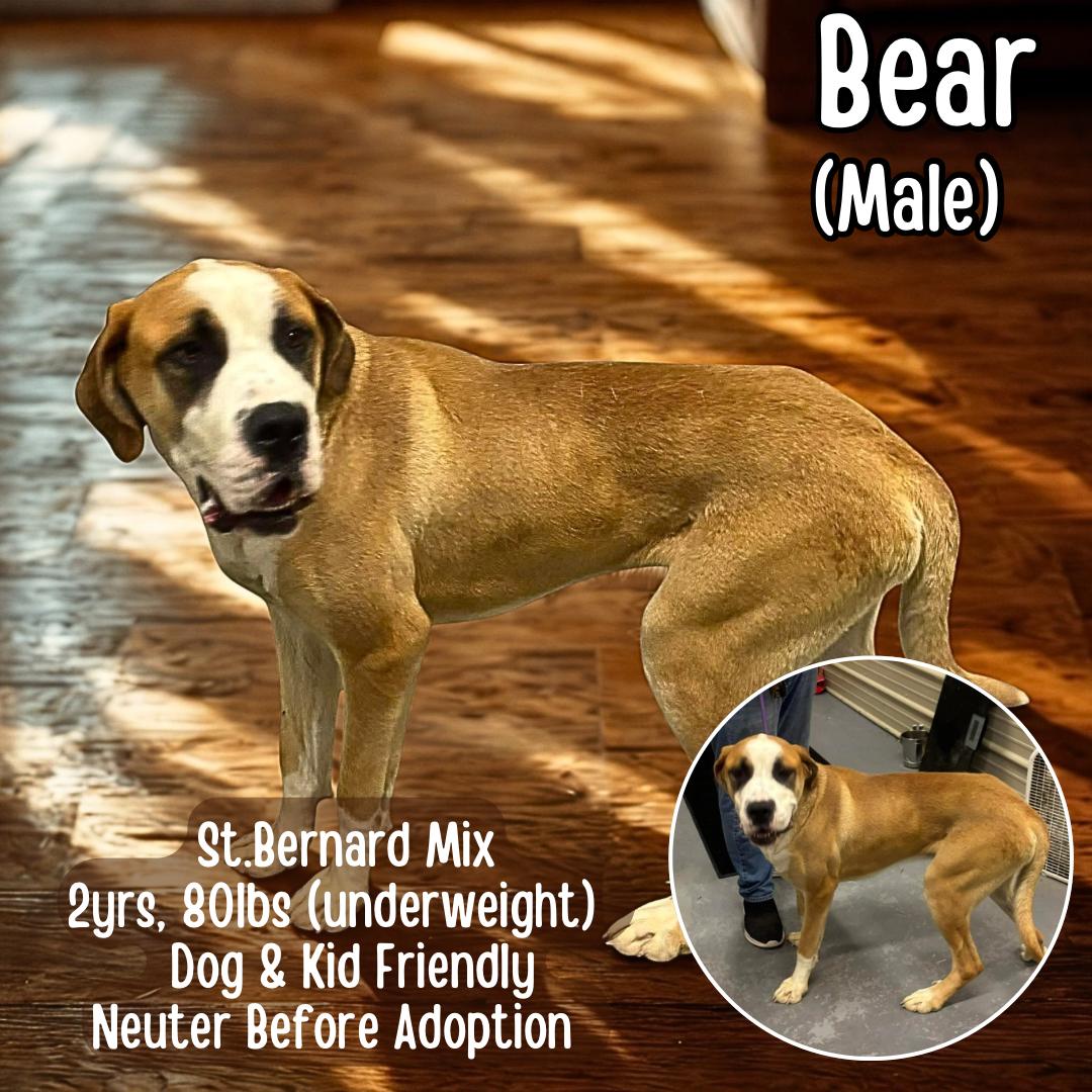 Enlarge Bear, a ADOPTABLE mixed breed in Lancaster, KY image 1/3