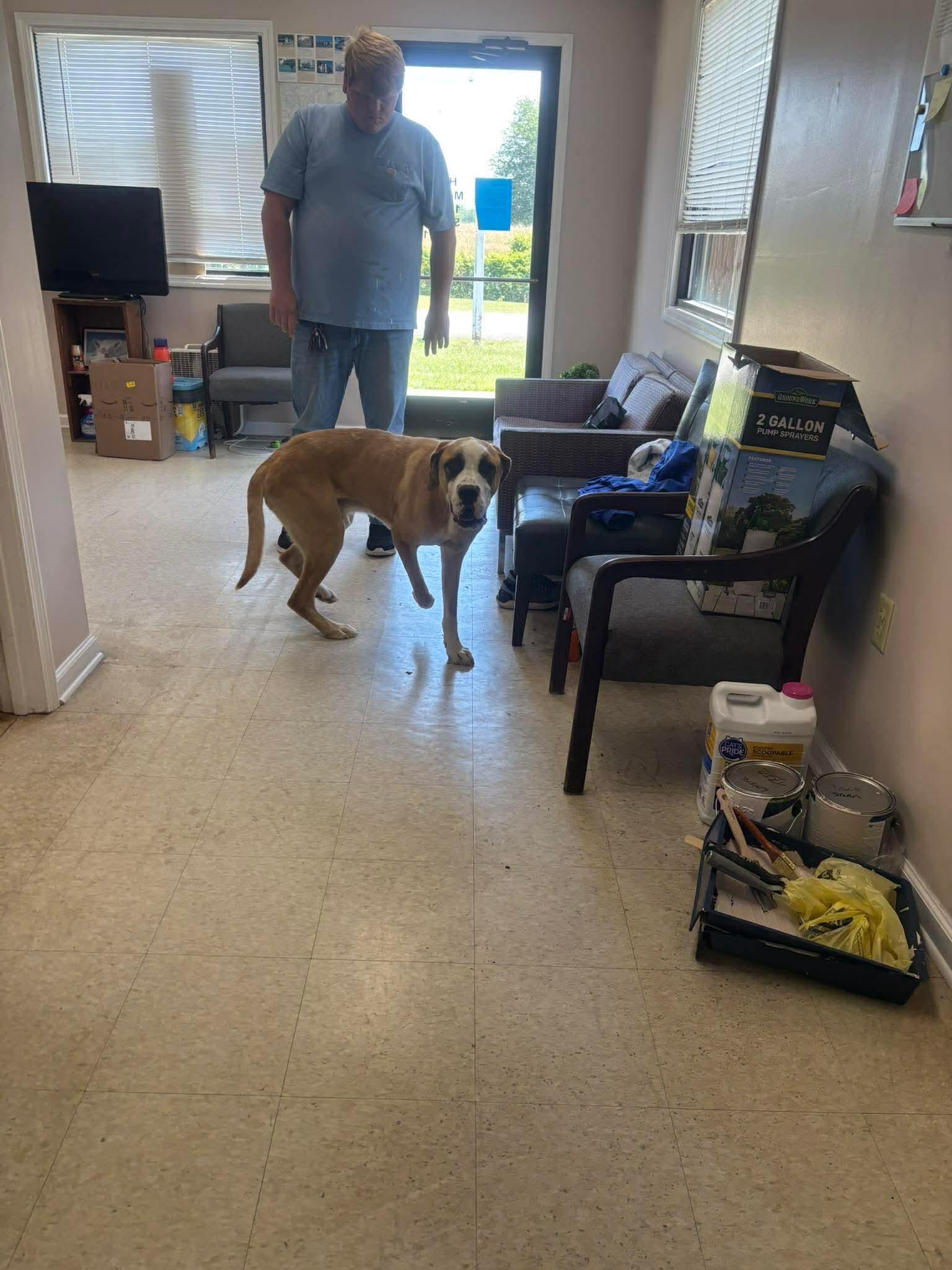 Enlarge Bear, a ADOPTABLE mixed breed in Lancaster, KY image 3/3