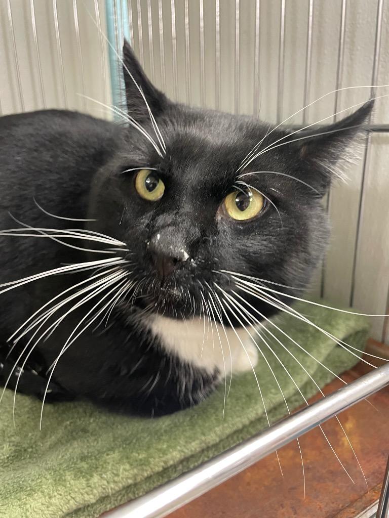 Hulk, Adoptable, Adult Male Domestic Short Hair.