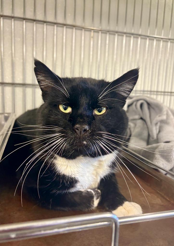 Enlarge Hulk, a Adoptable mixed breed in Rock Springs, WY image 2/2