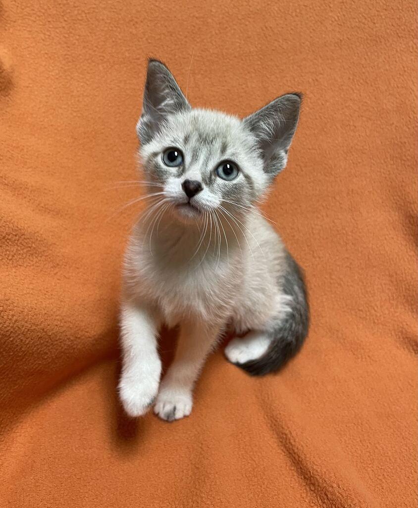 Enlarge Vega, a Adopted Domestic Short Hair in Jackson, MI image 2/6