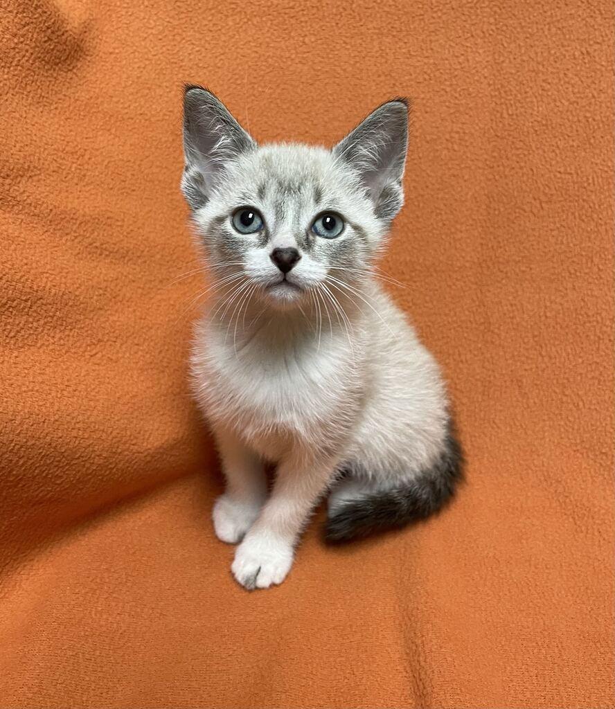 Enlarge Vega, a Adopted Domestic Short Hair in Jackson, MI image 6/6