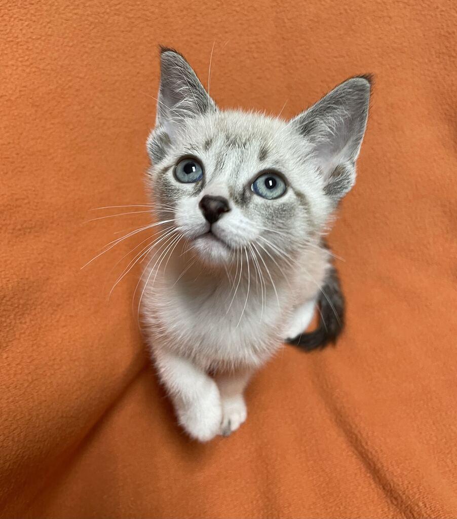 Enlarge Vega, a Adopted Domestic Short Hair in Jackson, MI image 5/6