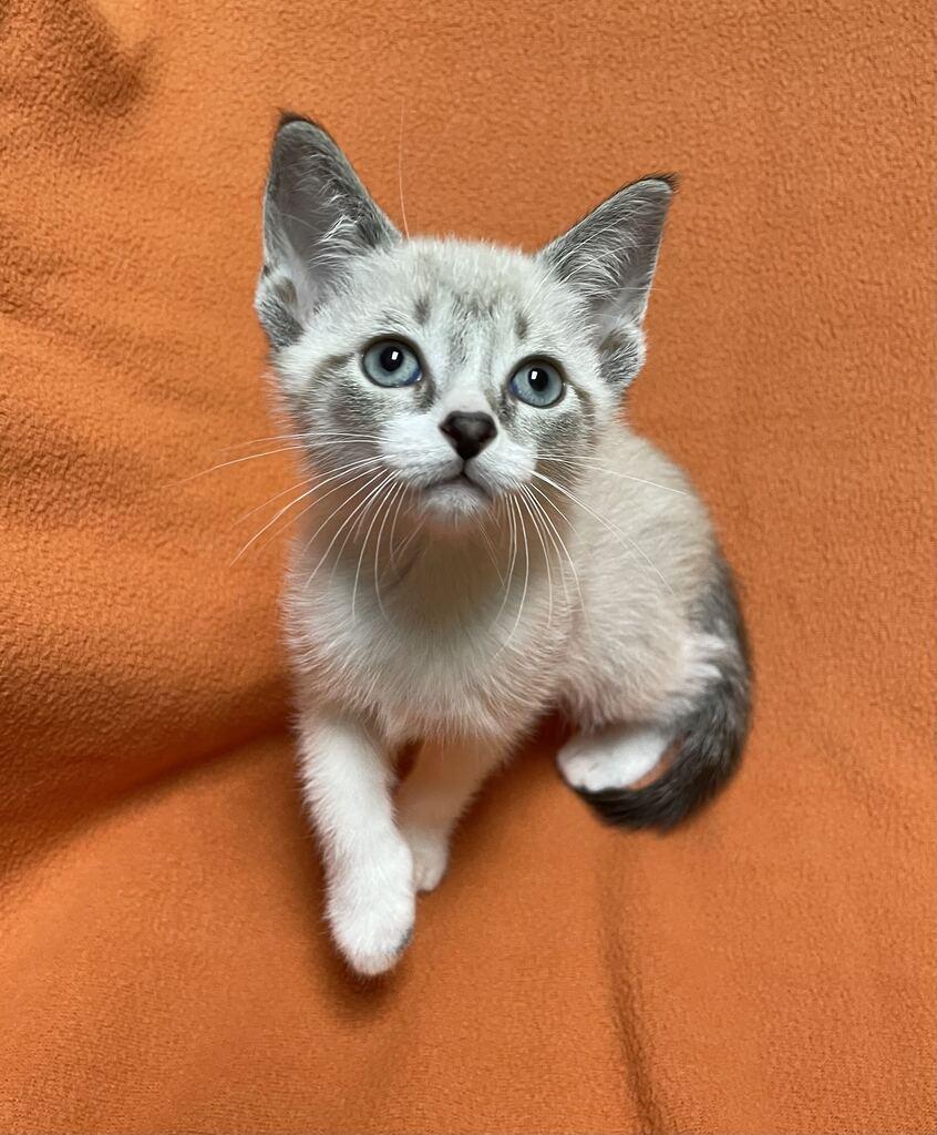 Enlarge Vega, a Adopted Domestic Short Hair in Jackson, MI image 4/6