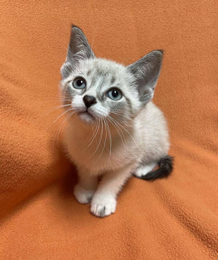 Enlarge Vega, a Adopted Domestic Short Hair in Jackson, MI image 1/6