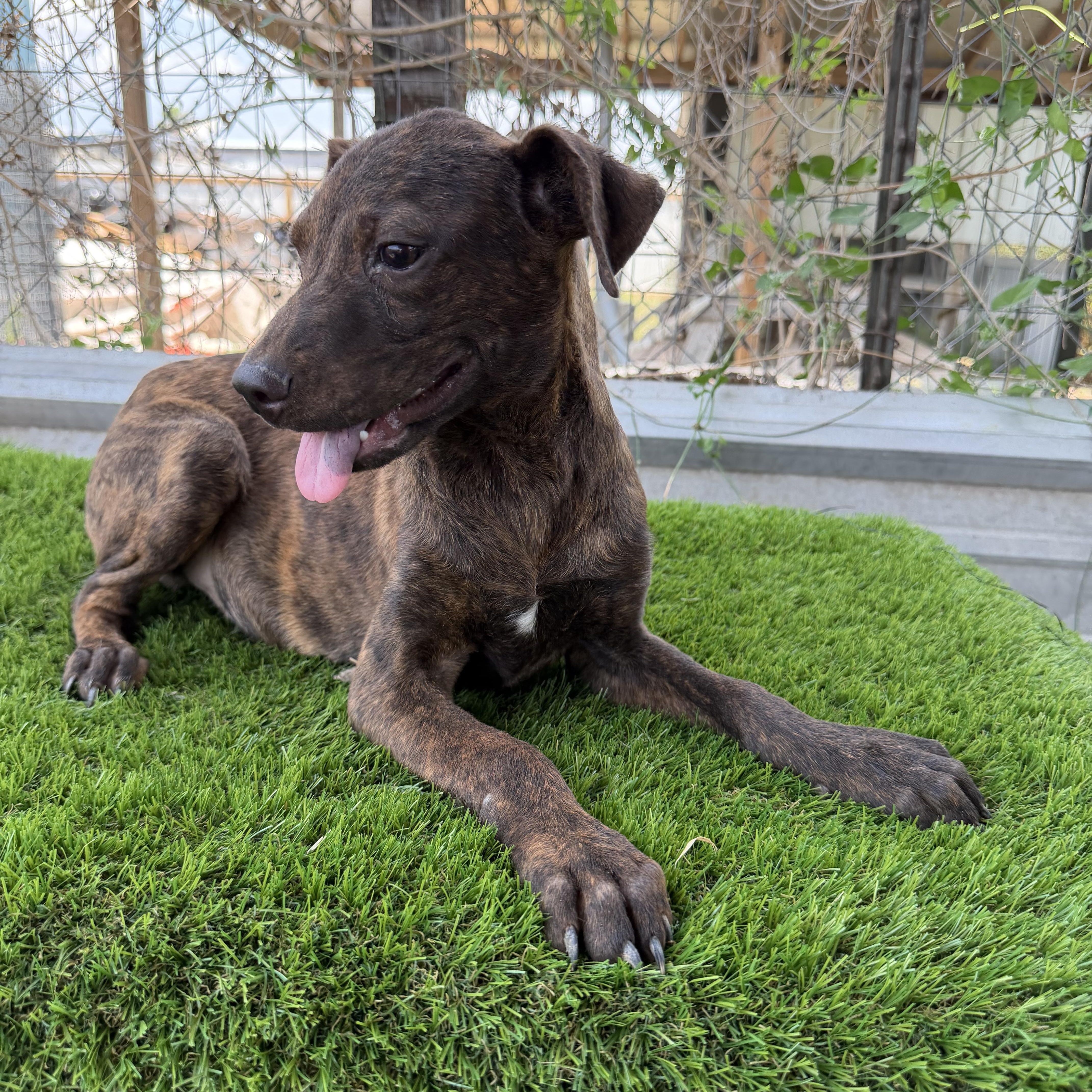 Enlarge Wyatt, a Adoptable mixed breed in Minneapolis , MN image 4/4