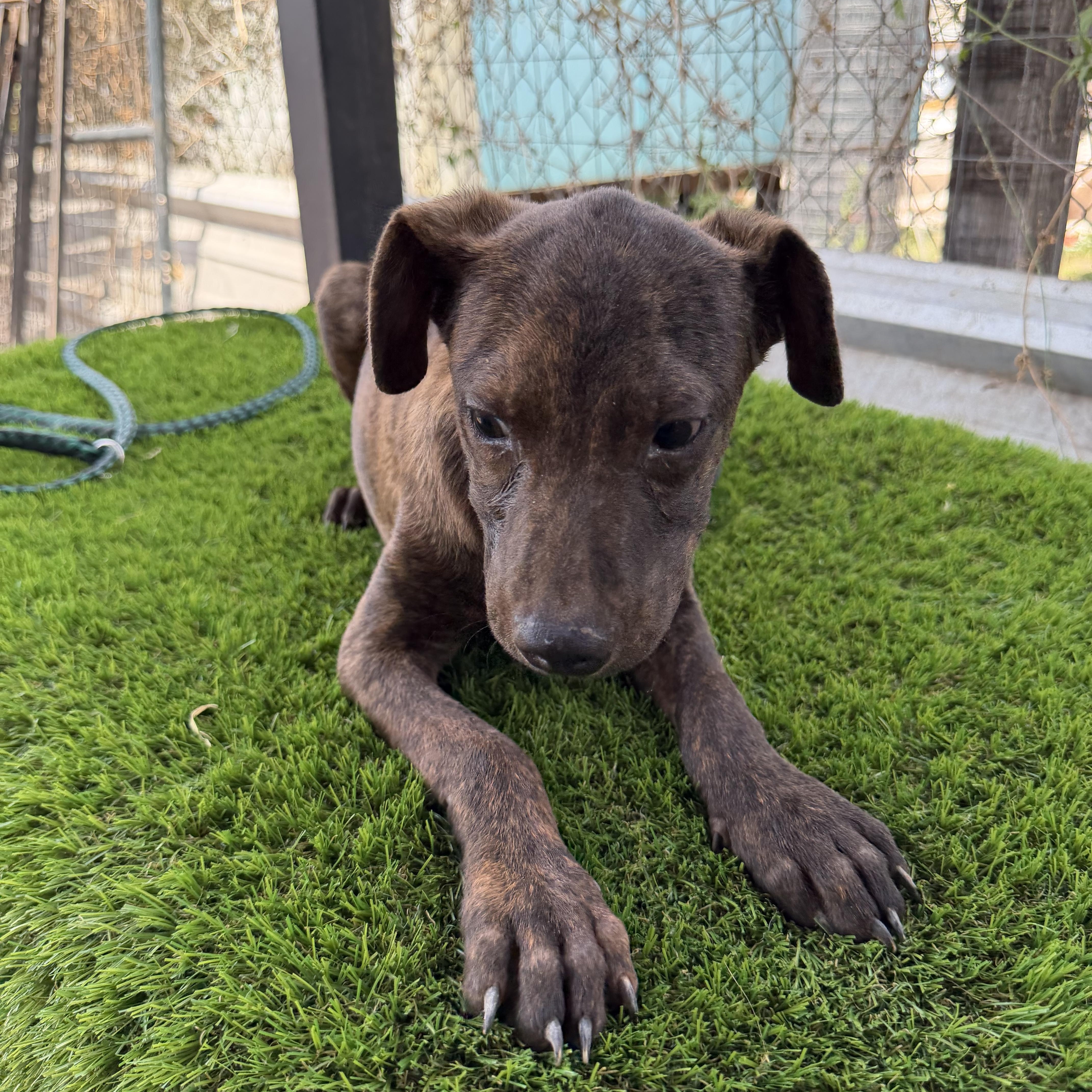 Enlarge Wyatt, a Adoptable mixed breed in Minneapolis , MN image 2/4