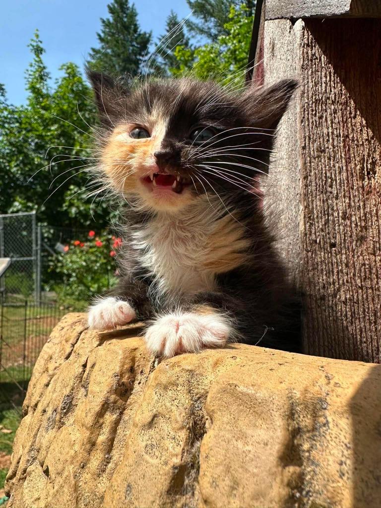 Eagle, Adoptable, Kitten Female Domestic Short Hair.