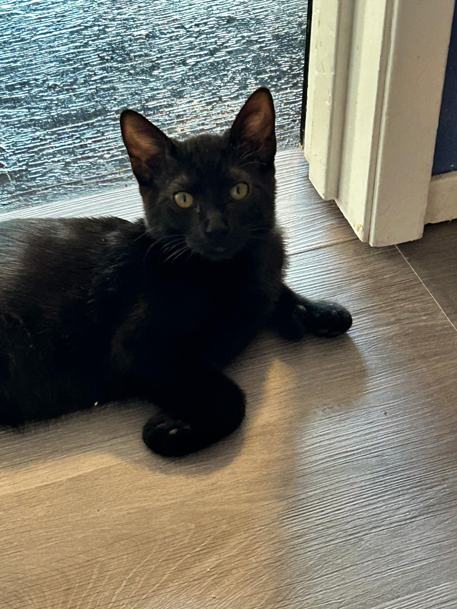 Enlarge Toe Fu, a Adopted Extra-Toes Cat / Hemingway Polydactyl in Chico, CA image 1/1