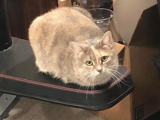 Honey Bun, ADOPTABLE, Adult Female Domestic Short Hair.