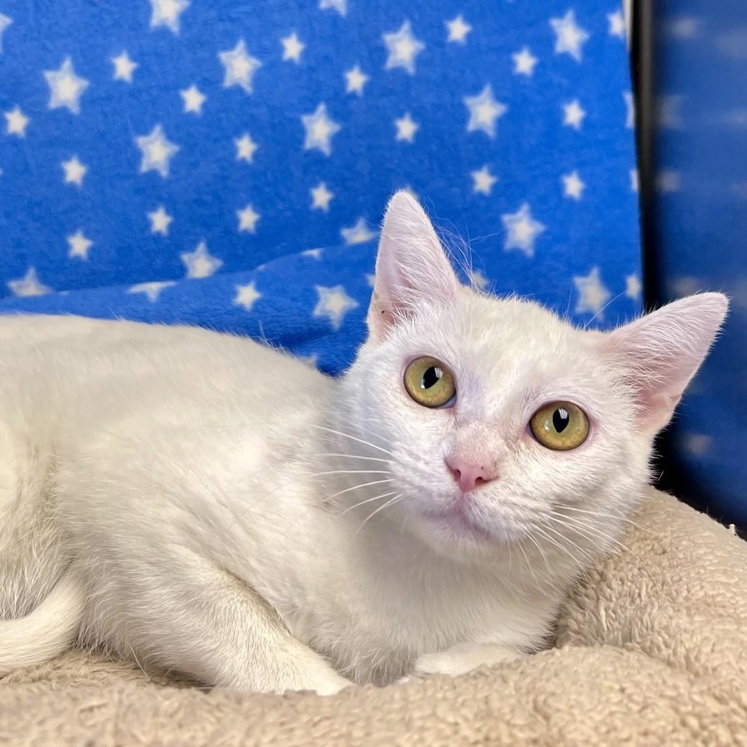 Enlarge Powder, a ADOPTABLE Domestic Short Hair in Edinburg, VA image 1/1