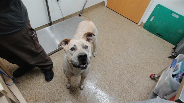 Enlarge CLYDE, a Adoptable mixed breed in Albuquerque, NM image 1/1
