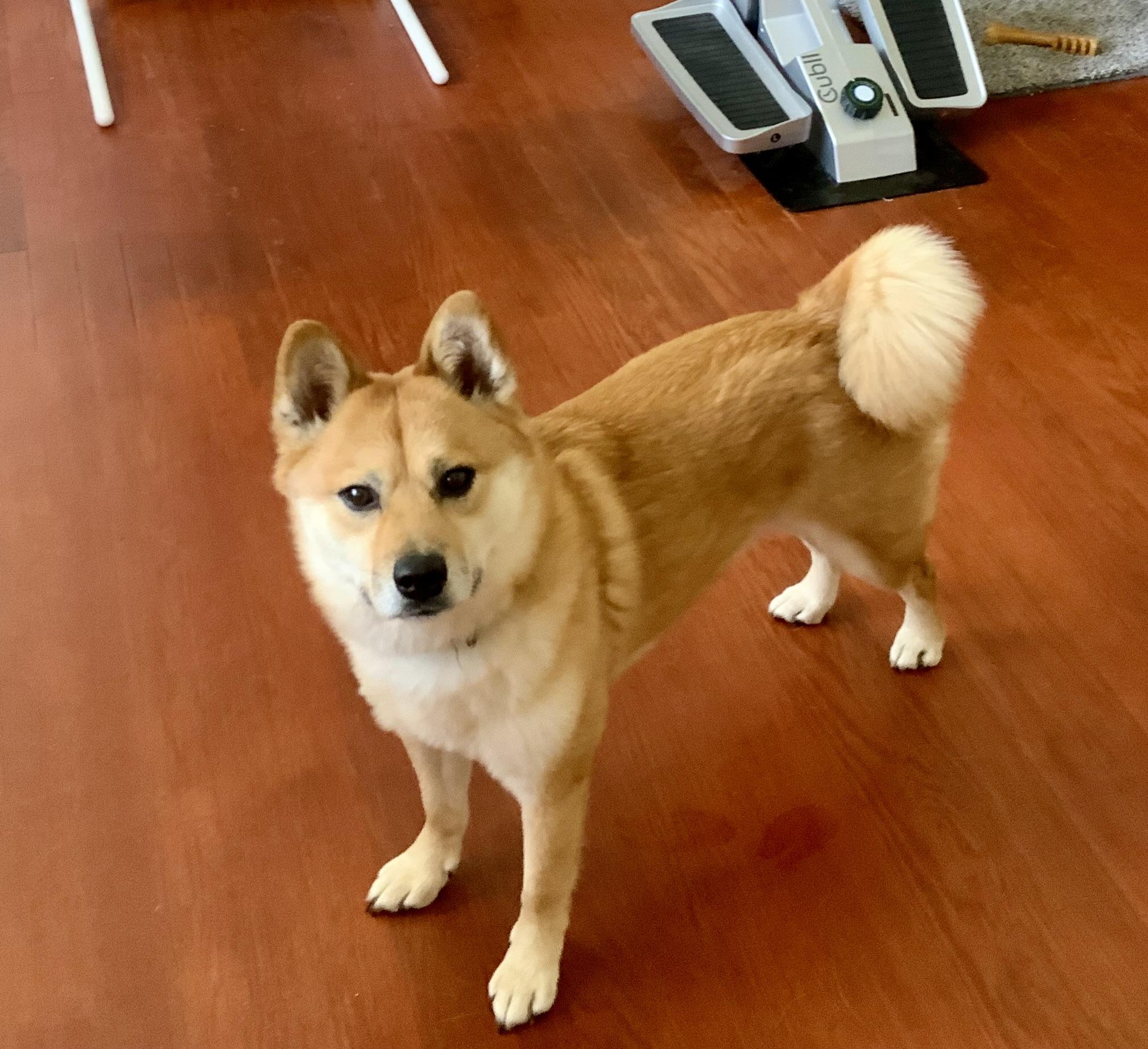 Jasper  (courtesy post), adopted, Adult Male Shiba Inu & Pomeranian.