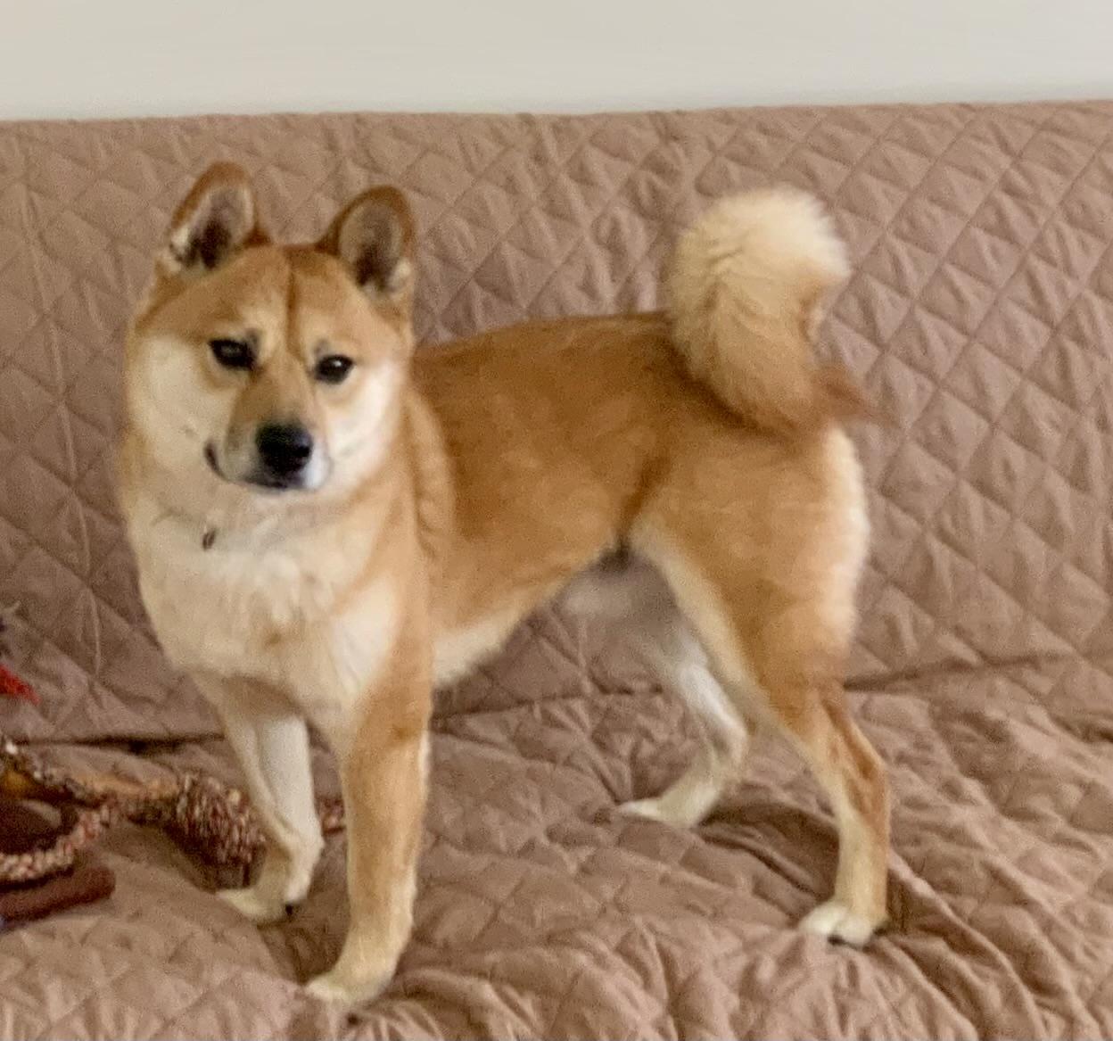 Enlarge Jasper  (courtesy post), an adopted mixed breed in Petersburg, VA image 2/2