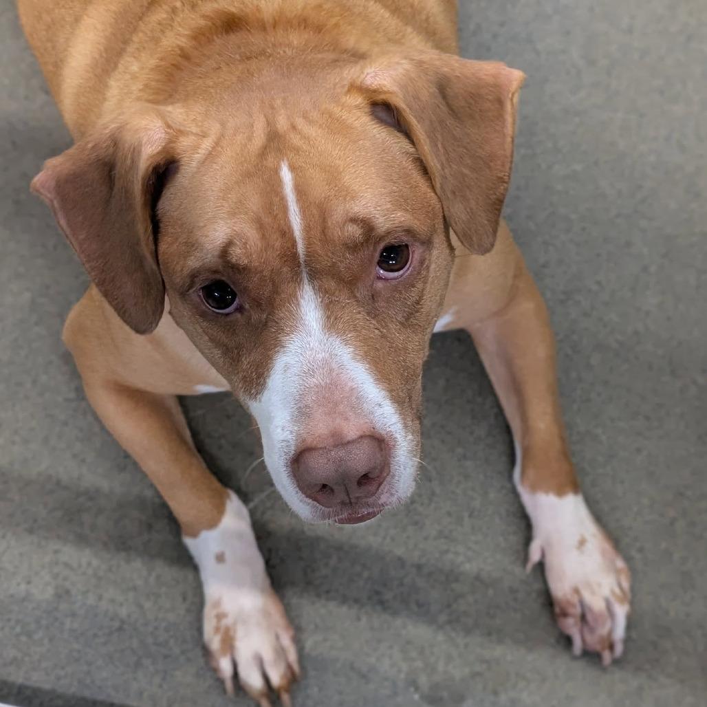 Pigeon, a Adoptable Mixed Breed in Pittsburgh, PA image 1/6