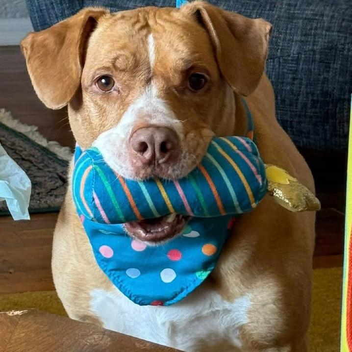 Pigeon, Adoptable, Adult Male Mixed Breed.