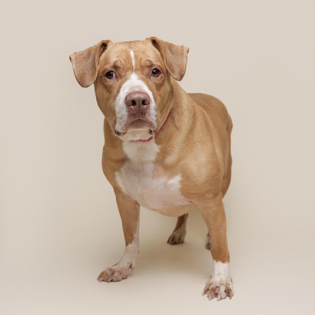 Pigeon, a Adoptable Mixed Breed in Pittsburgh, PA image 2/6