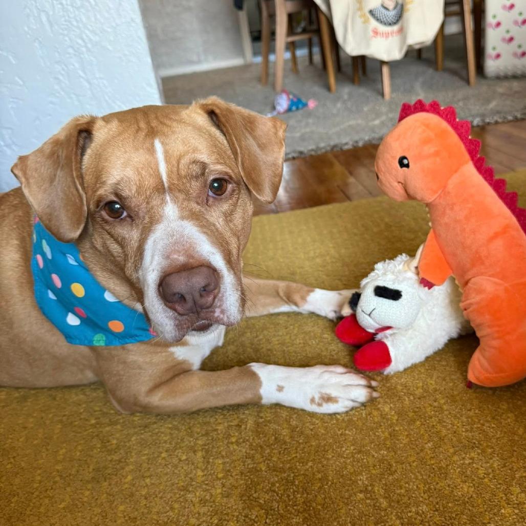Enlarge Pigeon, a Adoptable Mixed Breed in Pittsburgh, PA image 4/6