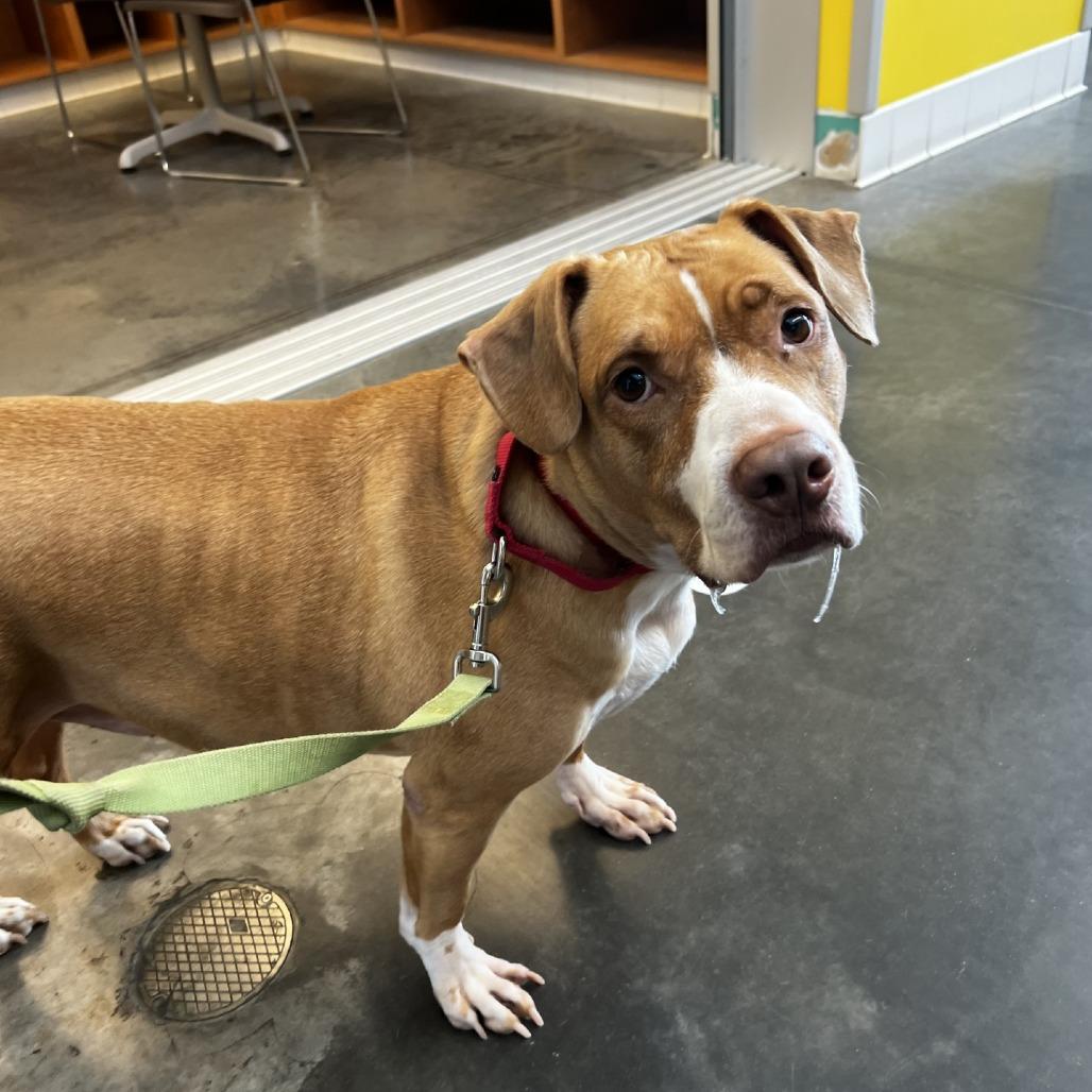Pigeon, a Adoptable Mixed Breed in Pittsburgh, PA image 6/6
