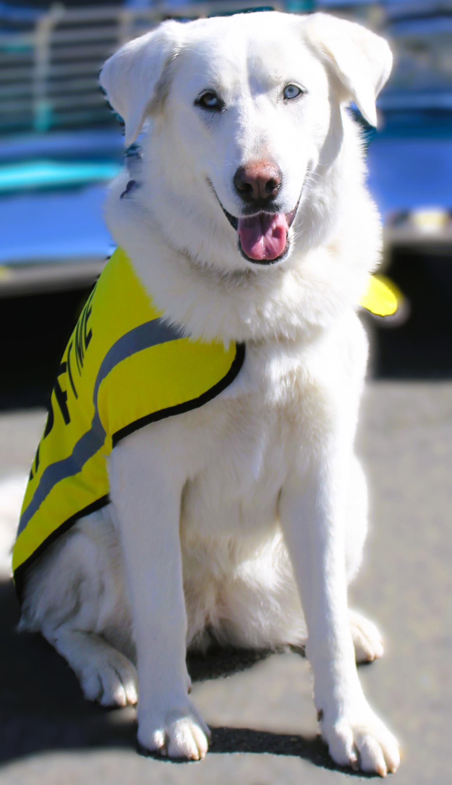 Enlarge Daisy, a ADOPTABLE mixed breed in tracy, CA image 2/3