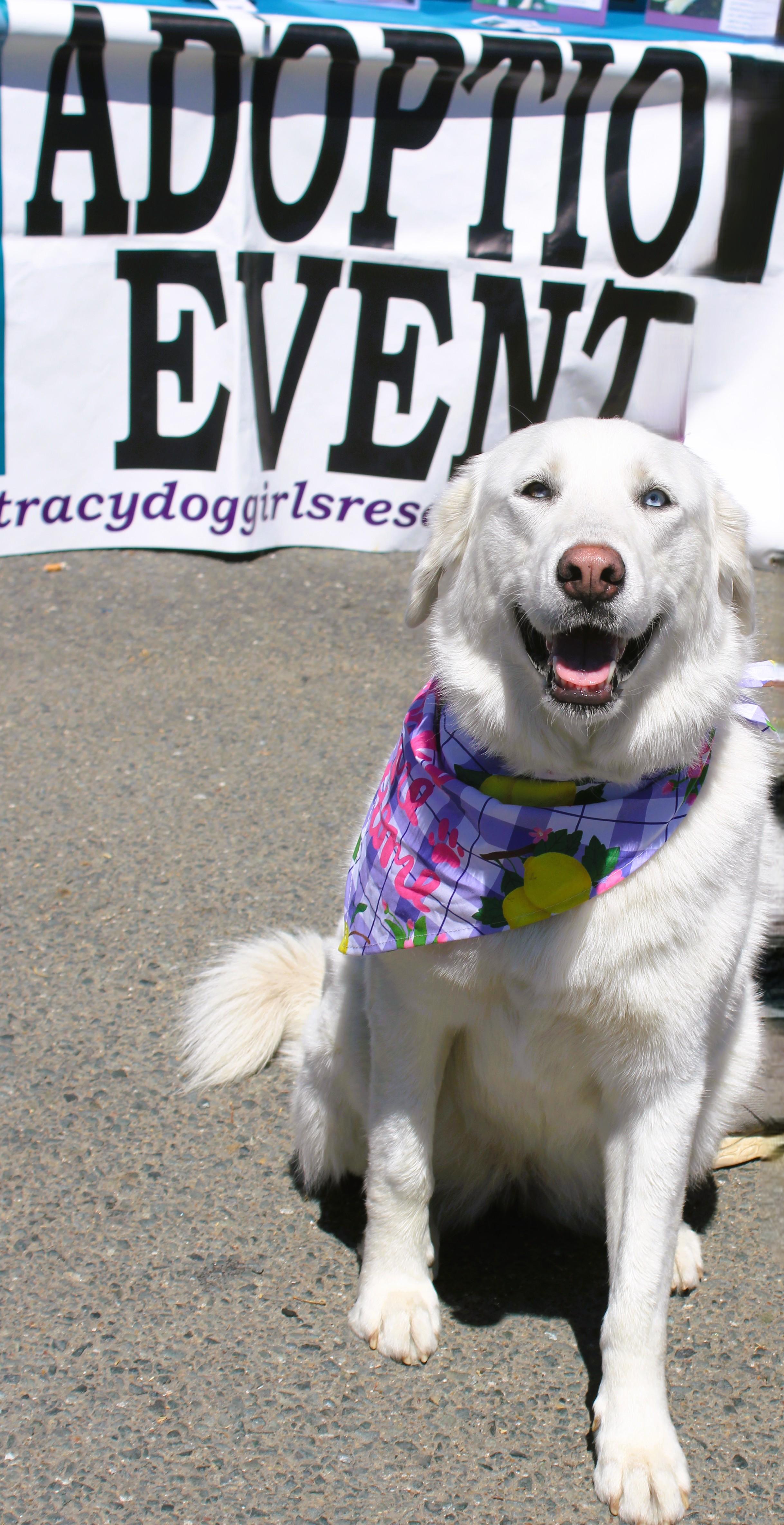 Enlarge Daisy, a ADOPTABLE mixed breed in tracy, CA image 1/3