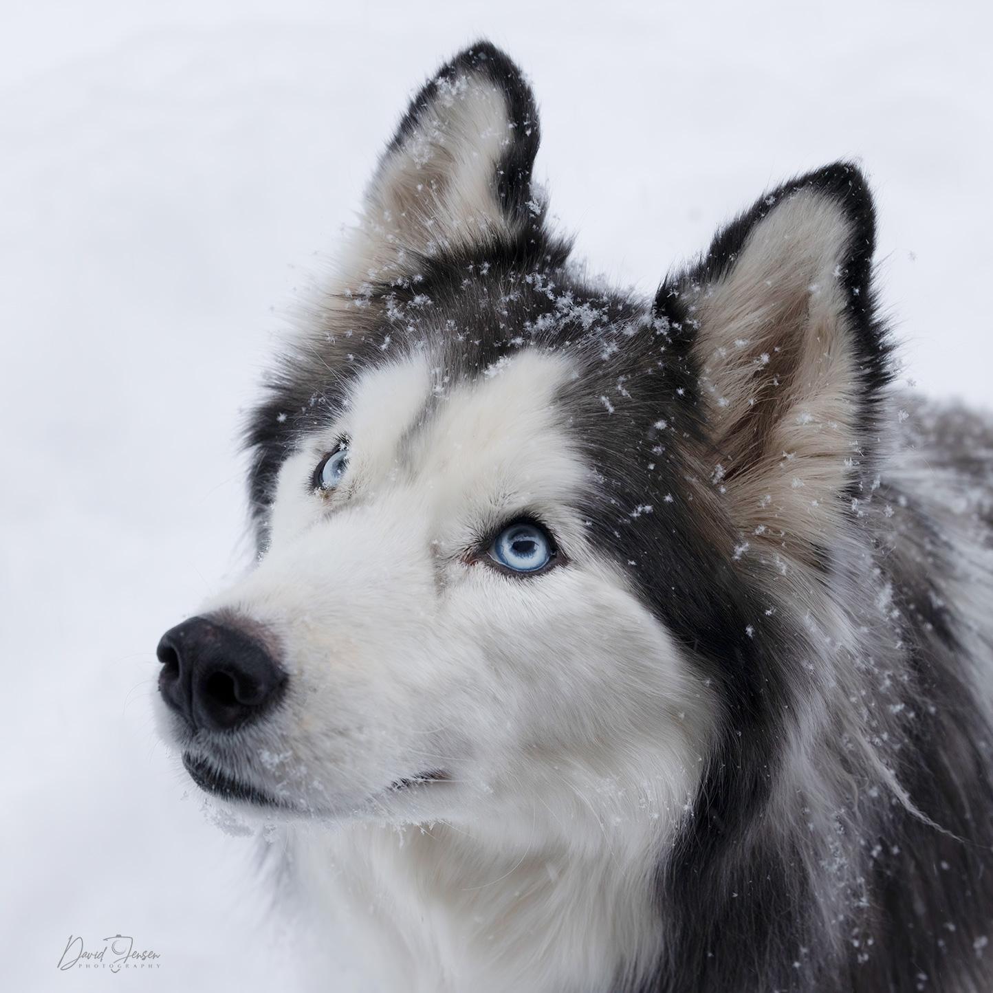 Enlarge CHANI, a ADOPTABLE Siberian Husky in Anchorage, AK image 1/3