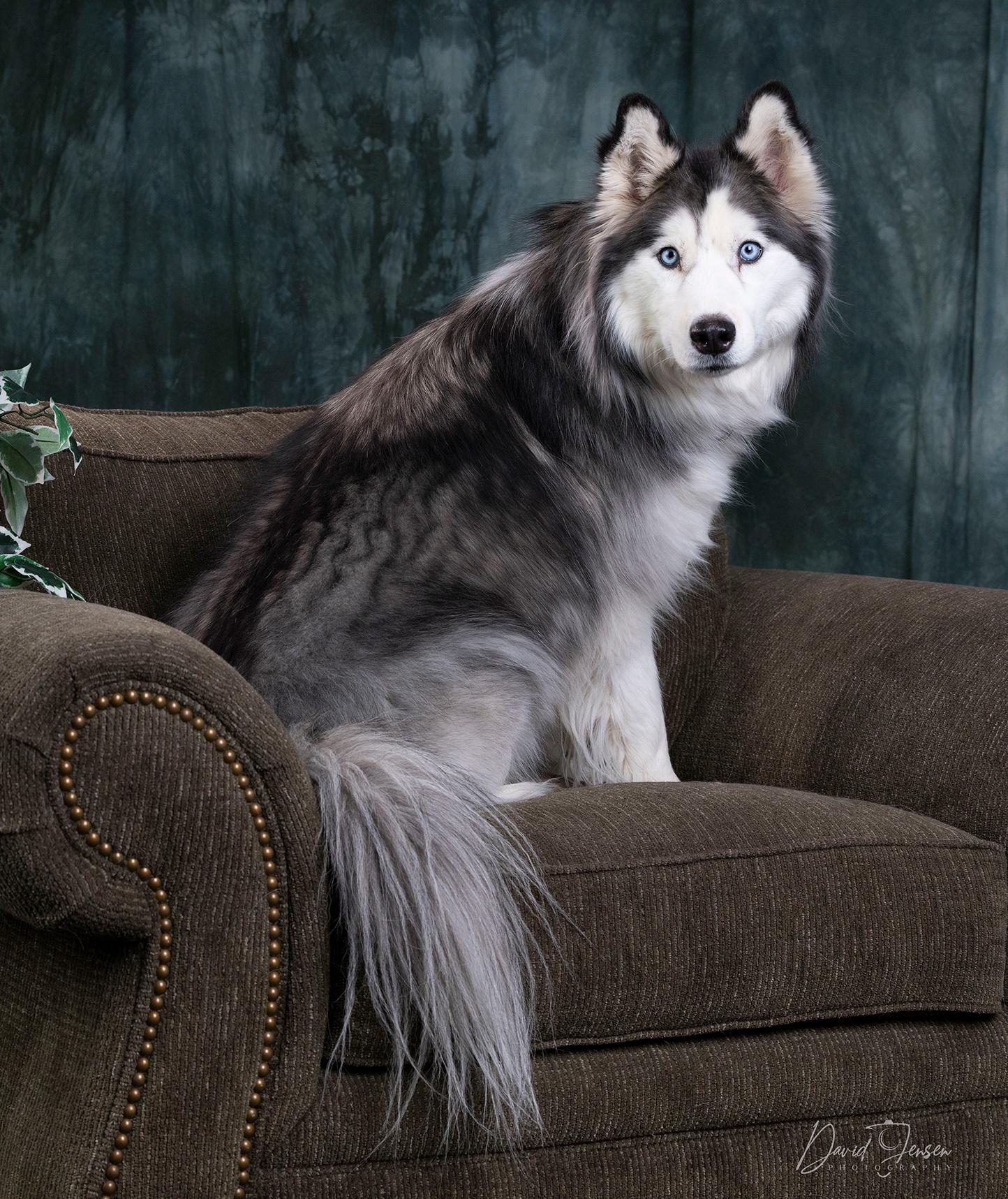 Enlarge CHANI, a ADOPTABLE Siberian Husky in Anchorage, AK image 2/3