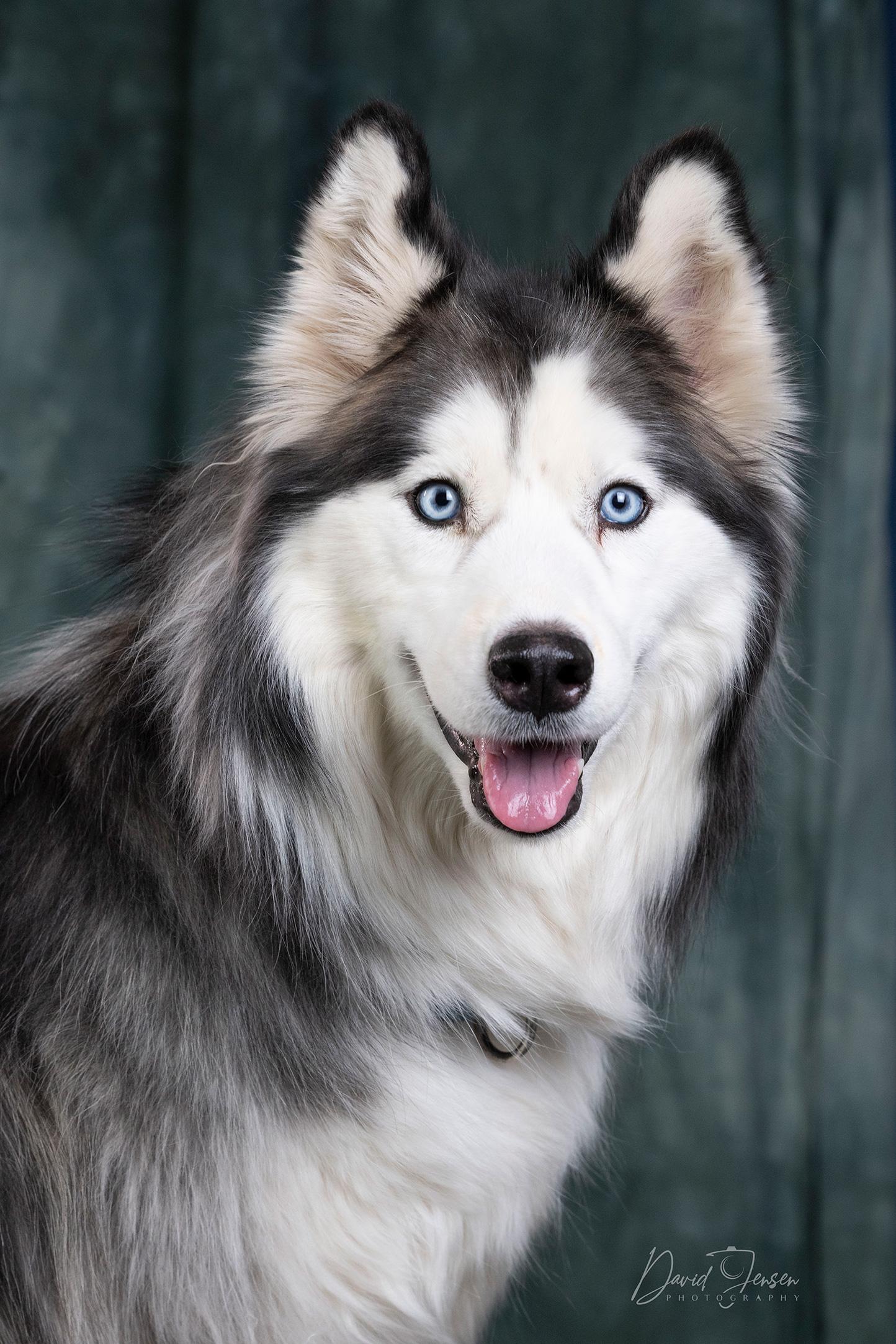 Enlarge CHANI, a ADOPTABLE Siberian Husky in Anchorage, AK image 3/3