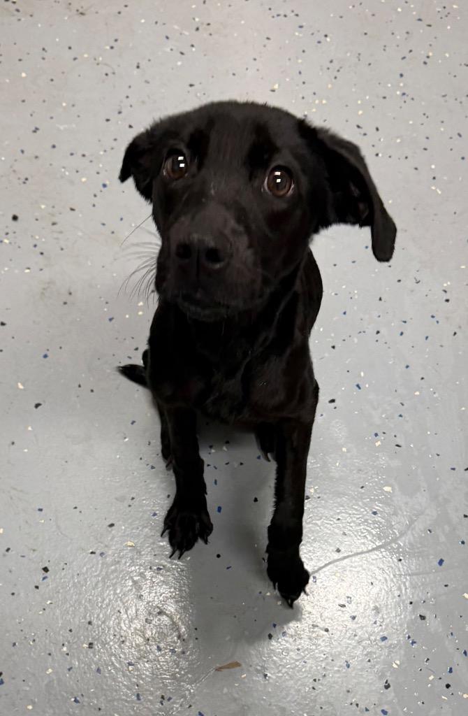 Shelly, Adoptable, Adult Female Labrador Retriever & Mixed Breed.