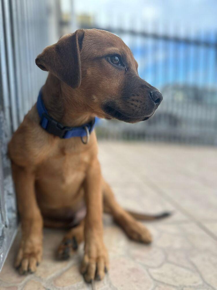 Charlie, Adoptable, Puppy Male Labrador Retriever.