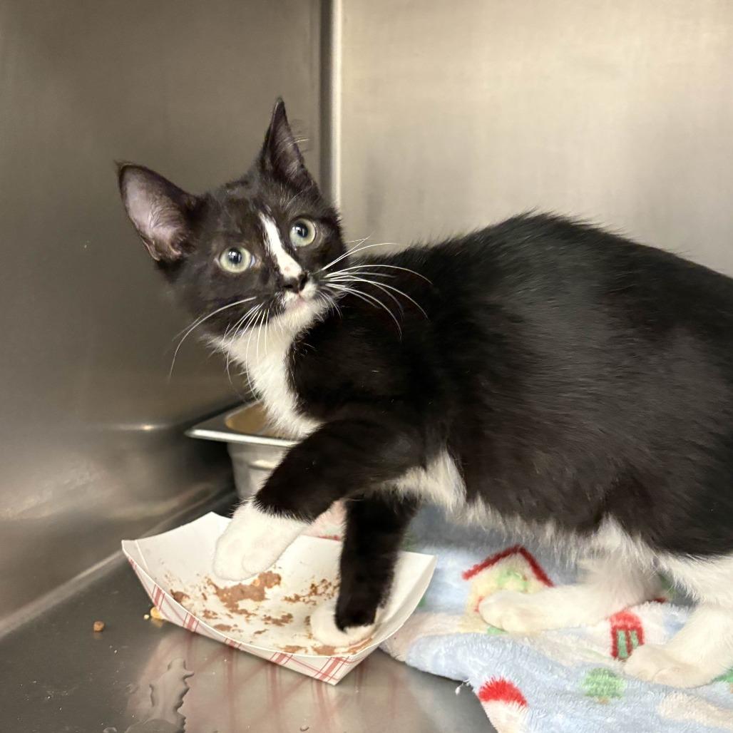 Capo, a Adoptable Domestic Short Hair in Beaumont, TX image 1/3