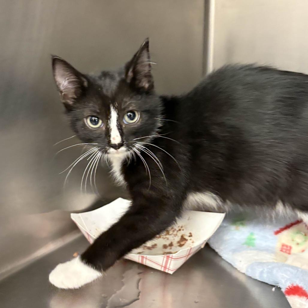 Capo, a Adoptable Domestic Short Hair in Beaumont, TX image 3/3