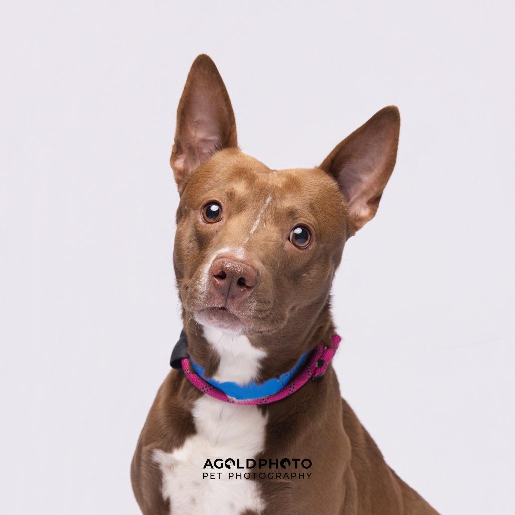 Enlarge Chucky, a Adoptable mixed breed in Tampa, FL image 1/2